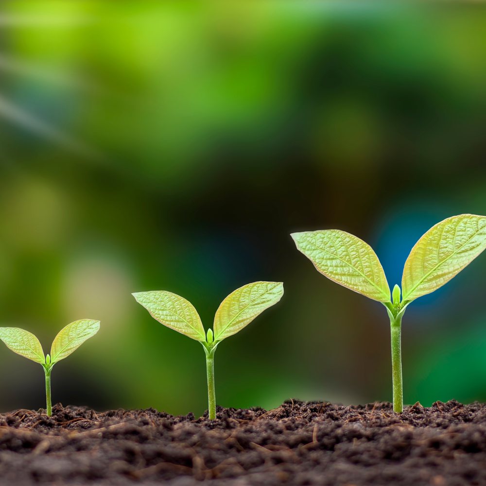 Seedlings growing in stages, representing being forged over time